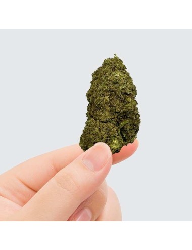 CBD-Blüte - PINK LADY KUSH