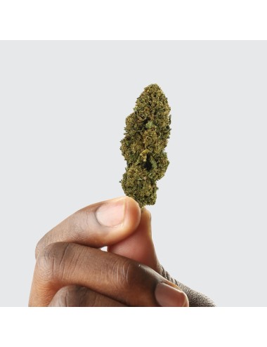 CBD-Blüte - WHITE DAWG
