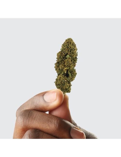 CBD-Blüte - WHITE DAWG