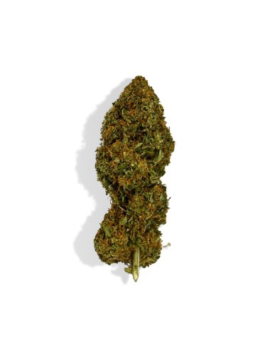 CBD-Blüte - CANDY KUSH