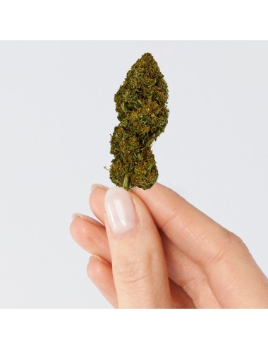 CBD-Blüte - CANDY KUSH