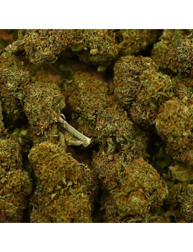 CBD-Blüte - CANDY KUSH