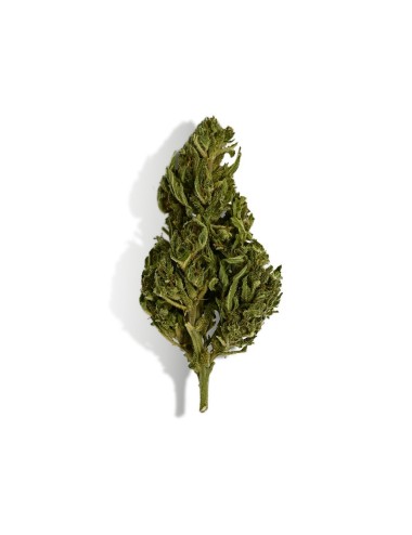 CBD-Blüte - EUPHORIA