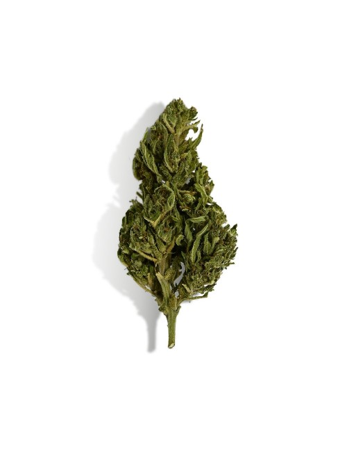 CBD-Blüte - EUPHORIA