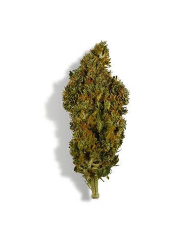 CBD-Blüte - SHERBET