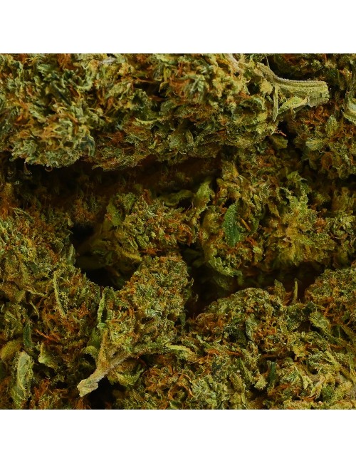 CBD-Blüte - SHERBET