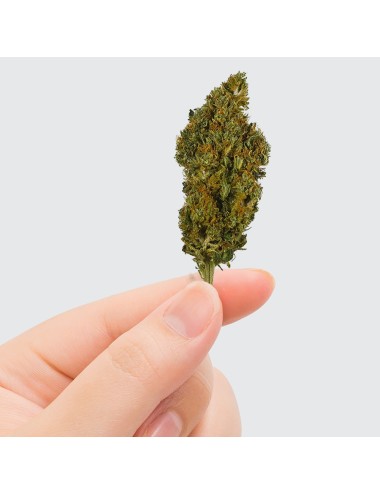 CBD-Blüte - SHERBET