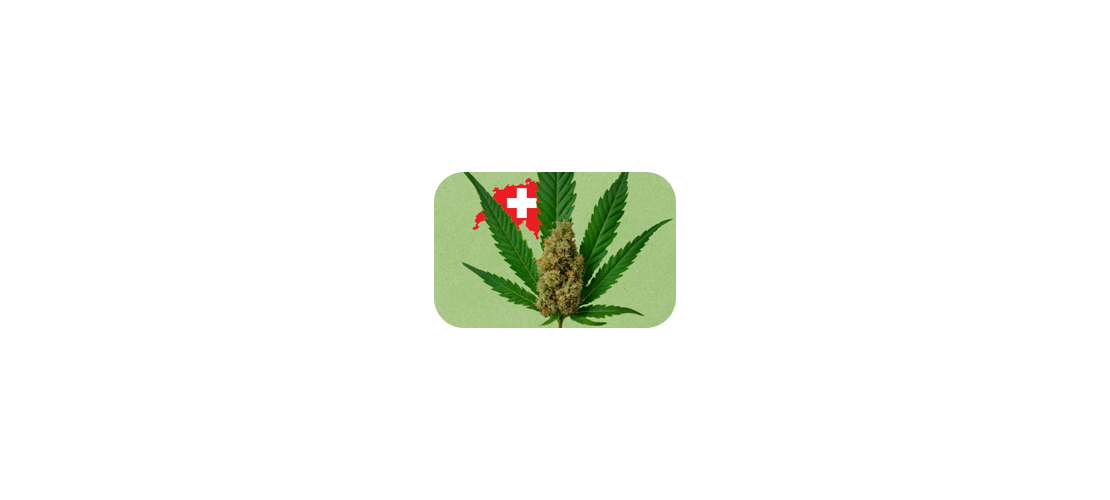 Schweizer cbd-blüten